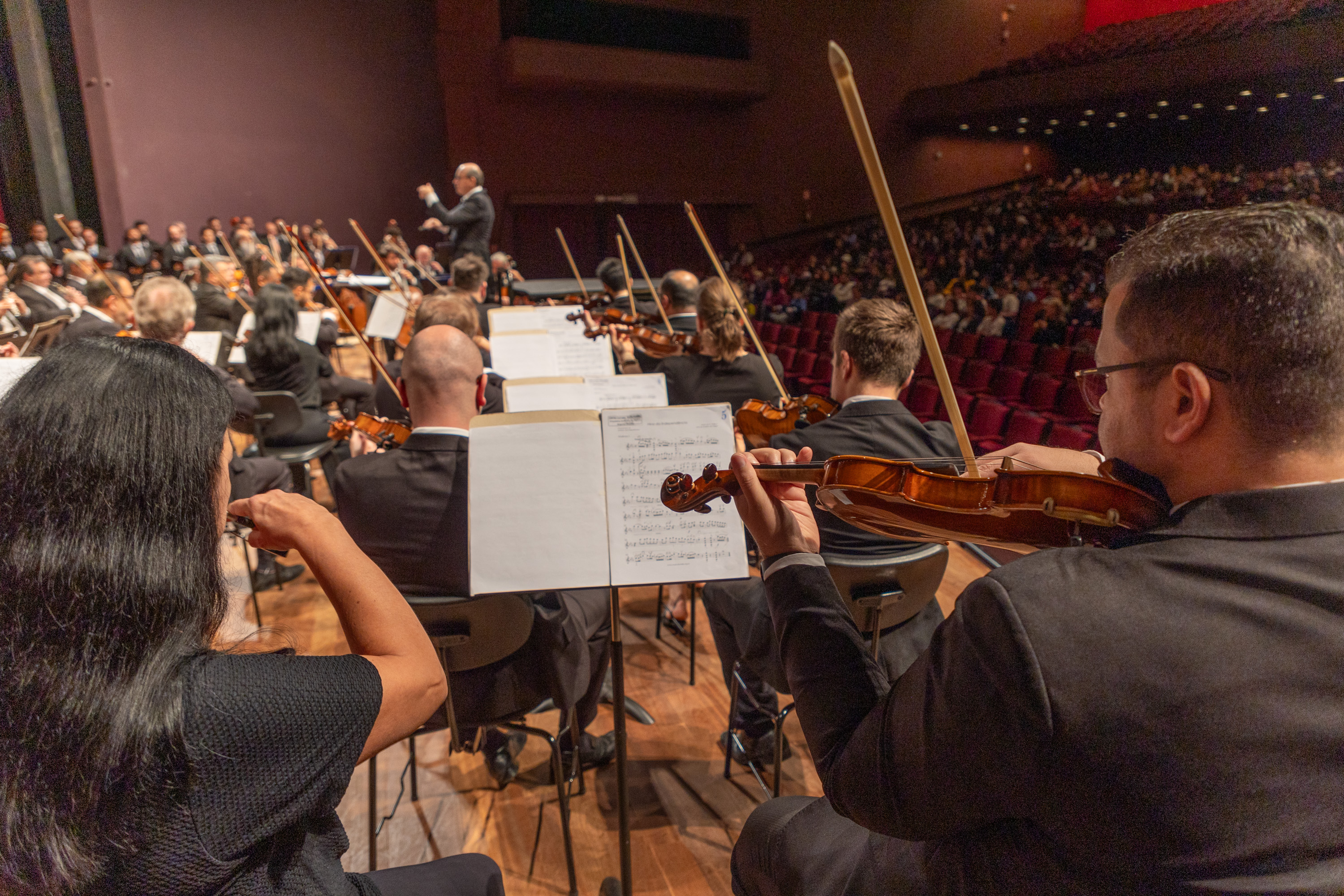 violinistas