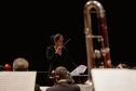 Quase 2 mil pessoas estiveram presentes para a apresentação da Orquestra Sinfônica do Paraná neste domingo, que trouxe obras de Robert Schumann e Béla Bartók.